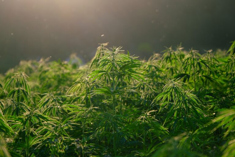 Hemp Oil - Medical cannabis